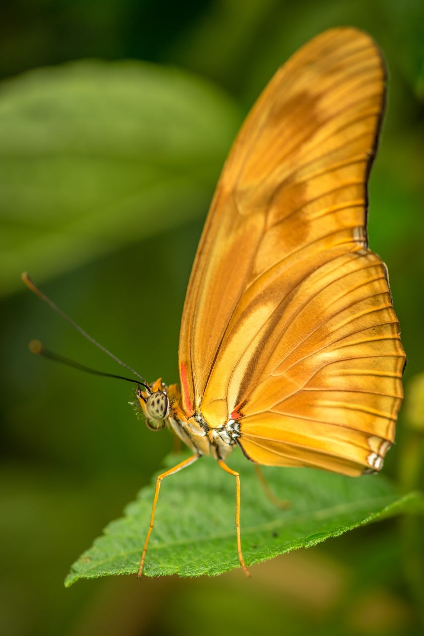 Close-up of butterfly on leaf