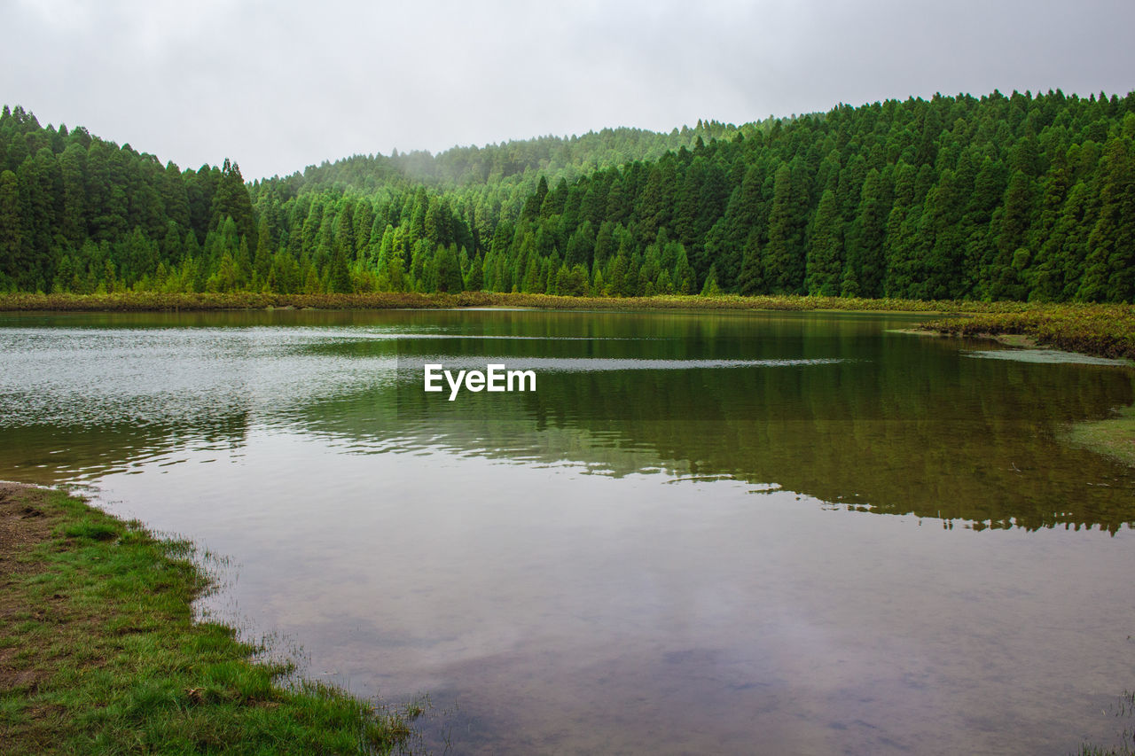 Scenic view of lake by trees in forest against sky