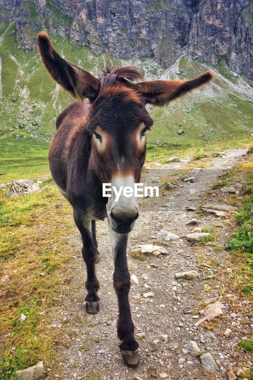 PORTRAIT OF A HORSE IN THE FOREST