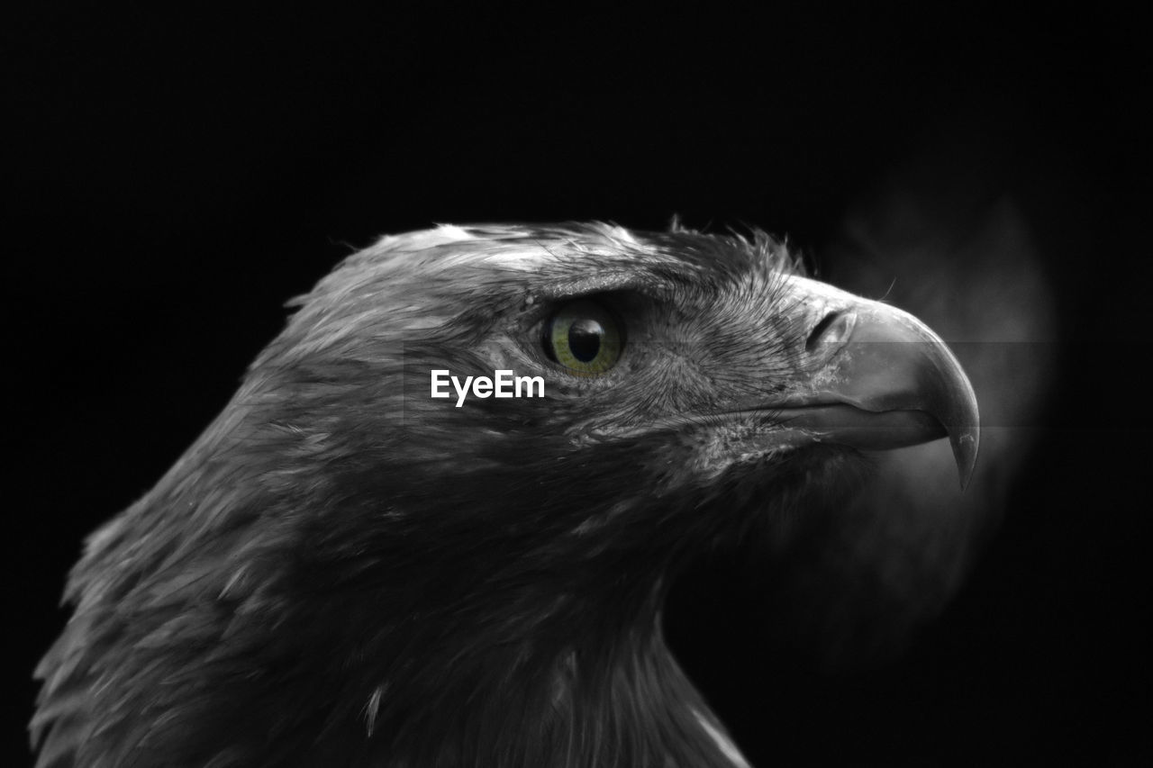 Close-up of eagle against black background