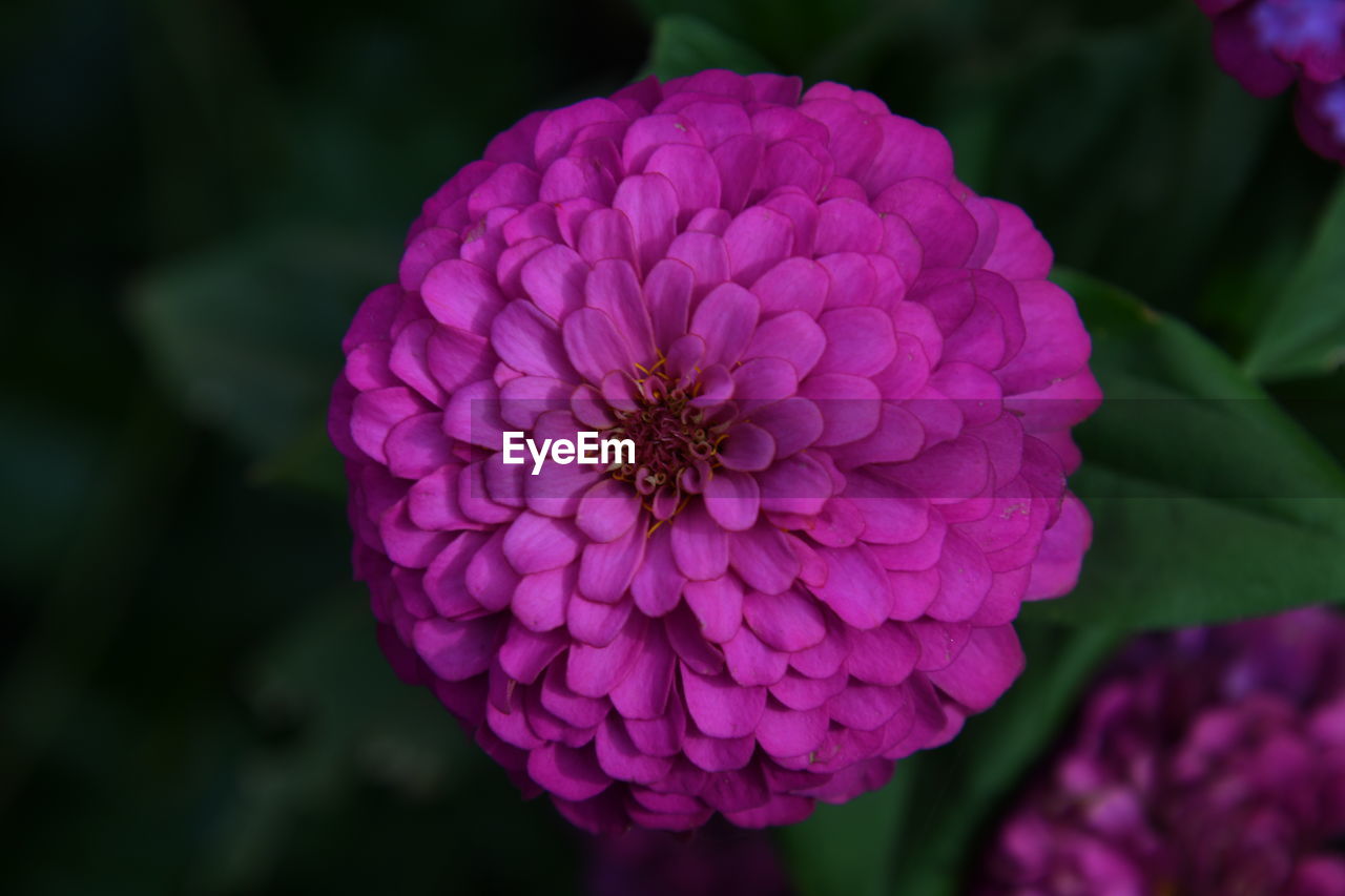 CLOSE-UP OF PINK DAHLIA