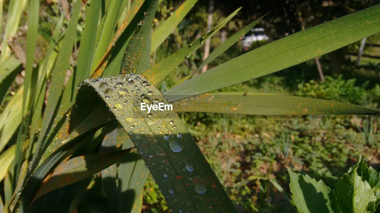 CLOSE-UP OF WET LEAVES