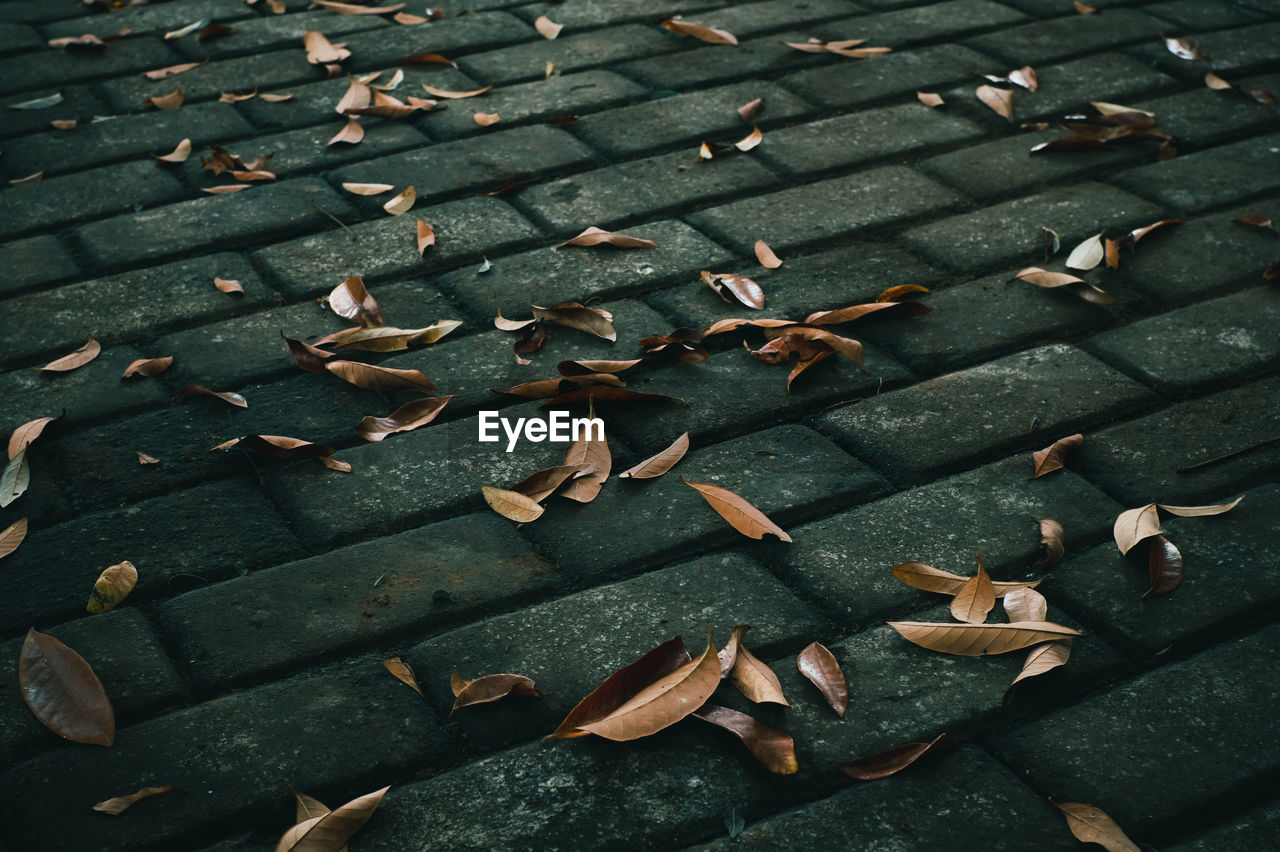 High angle view of leaves on footpath