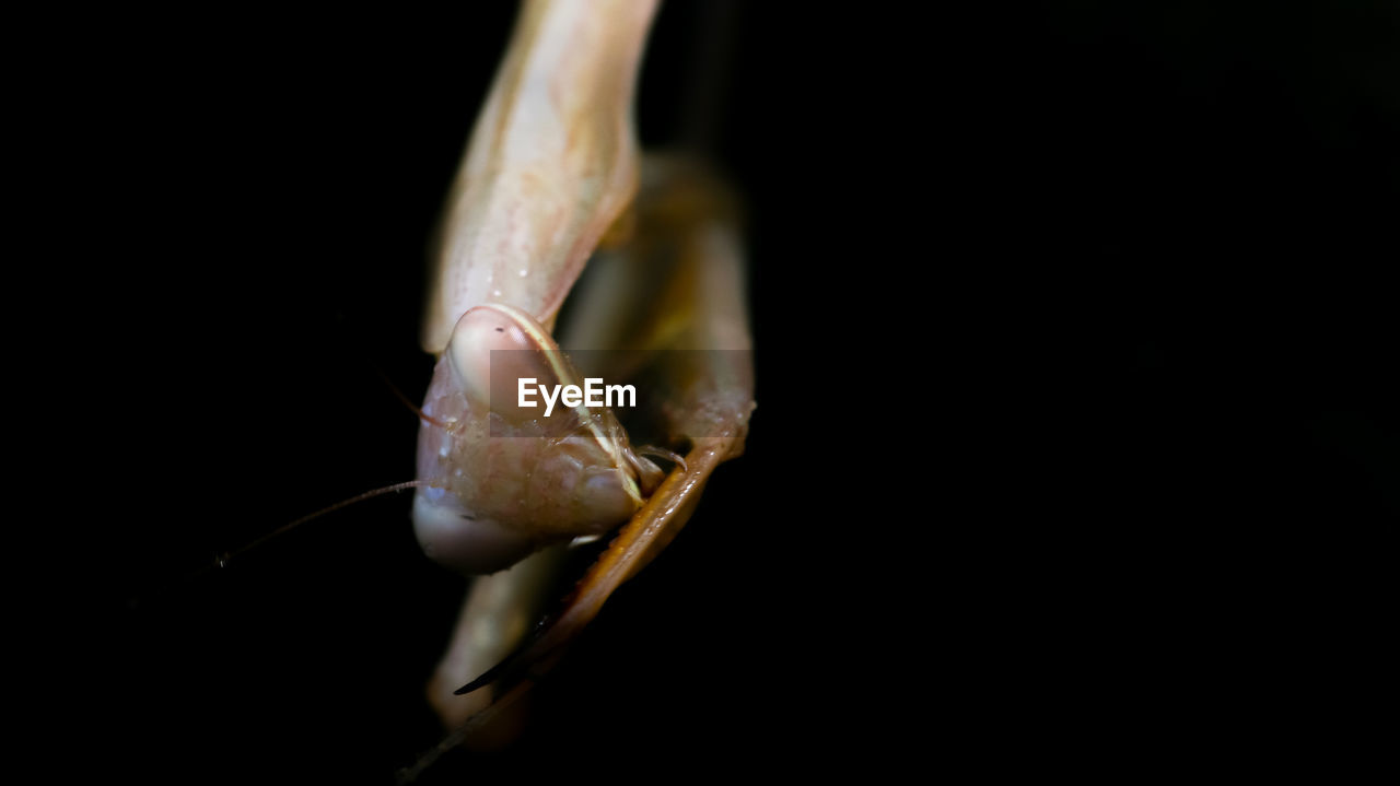 Close-up of praying mantis against black background