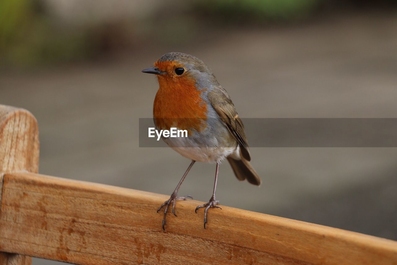 BIRD PERCHING ON WOOD