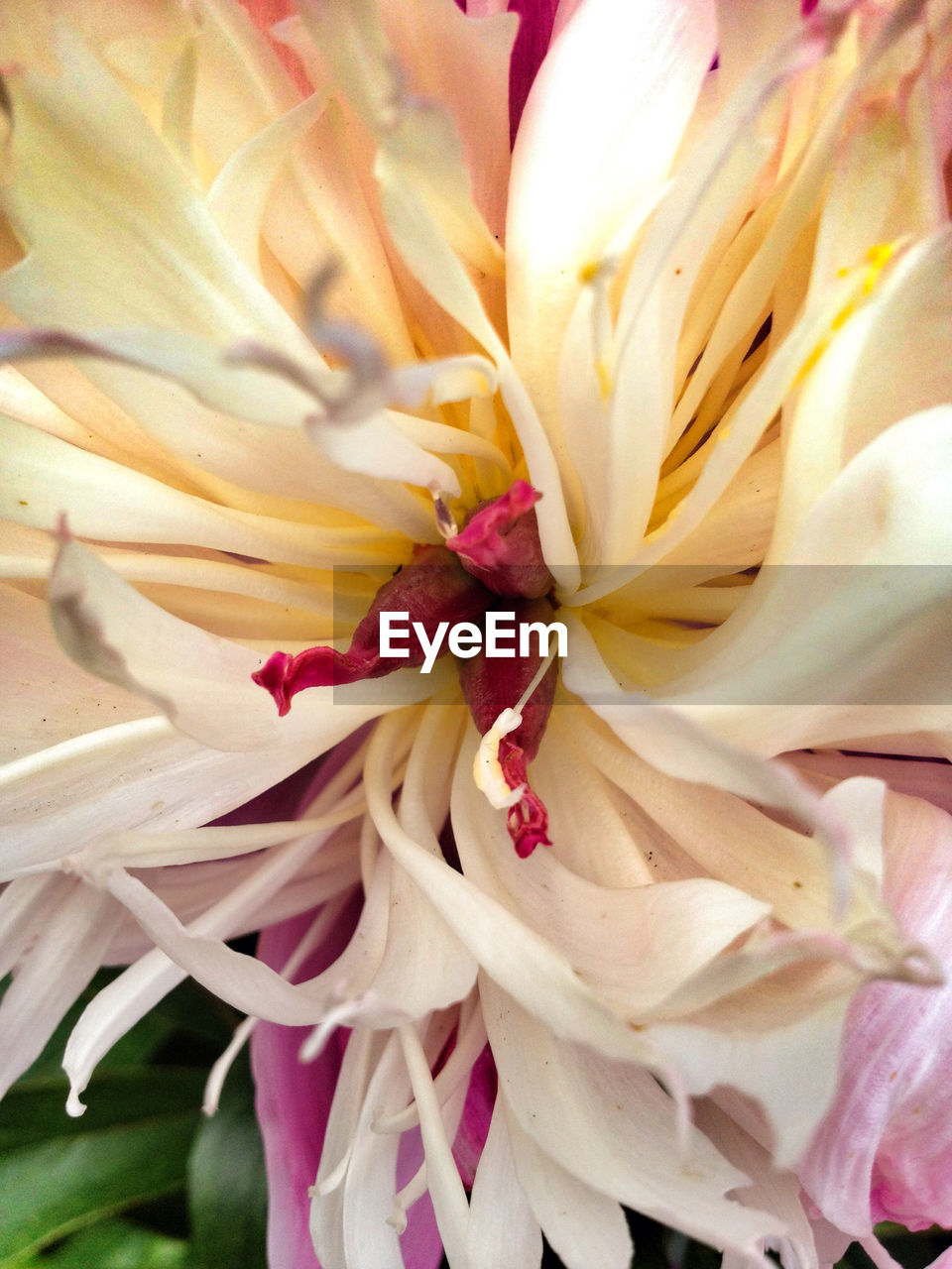 FULL FRAME SHOT OF WHITE FLOWERS