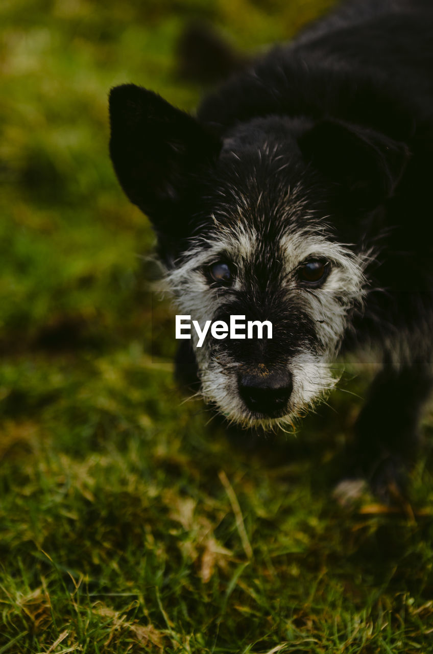 PORTRAIT OF DOG ON FIELD