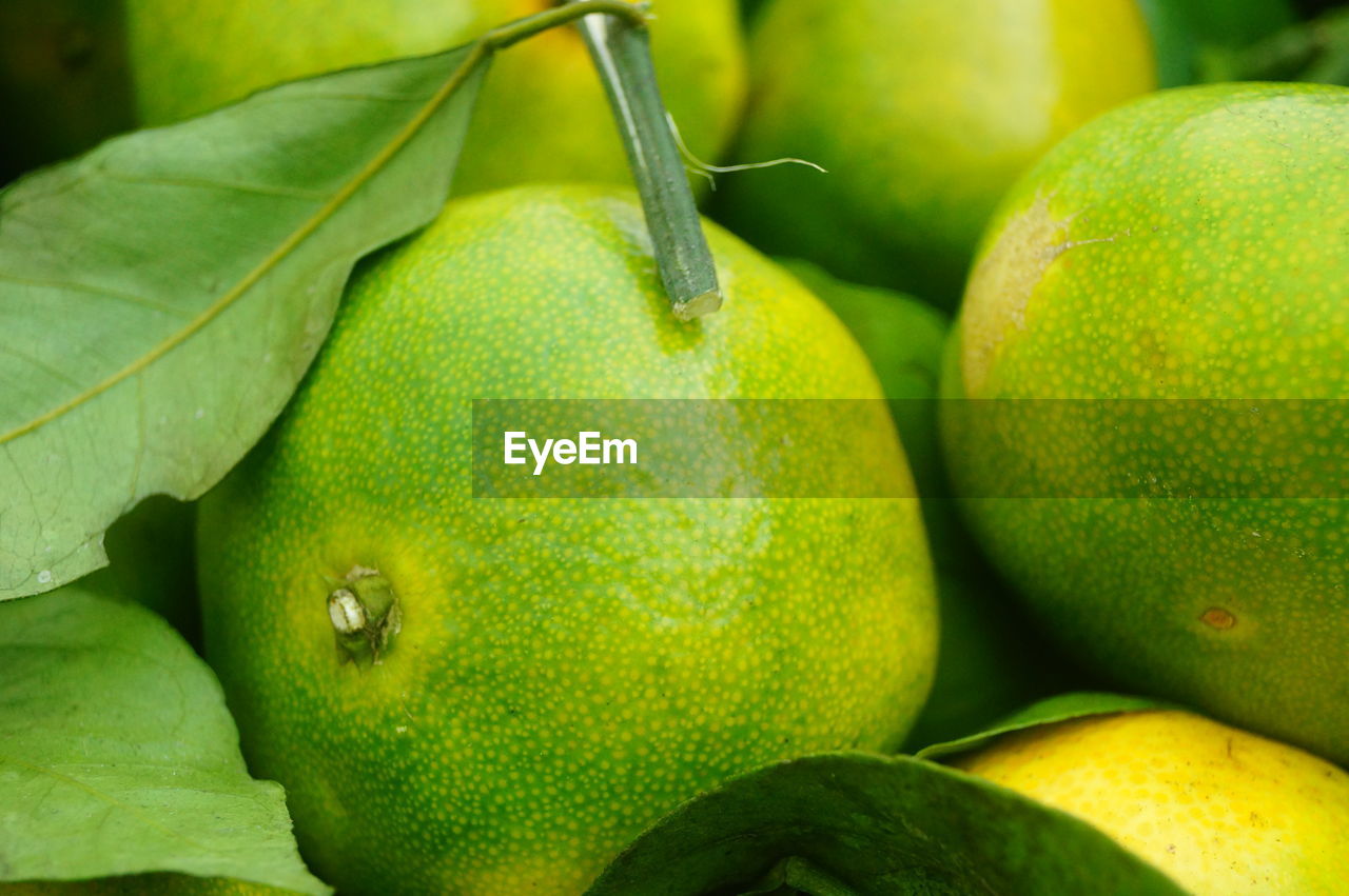 FULL FRAME SHOT OF GREEN FRUITS