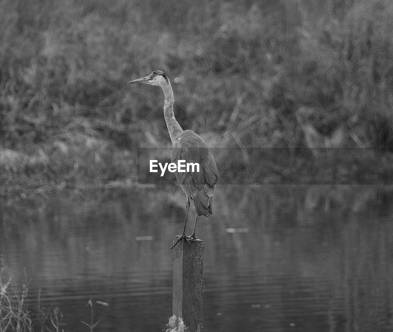 BIRD PERCHING ON WOODEN POST BY LAKE