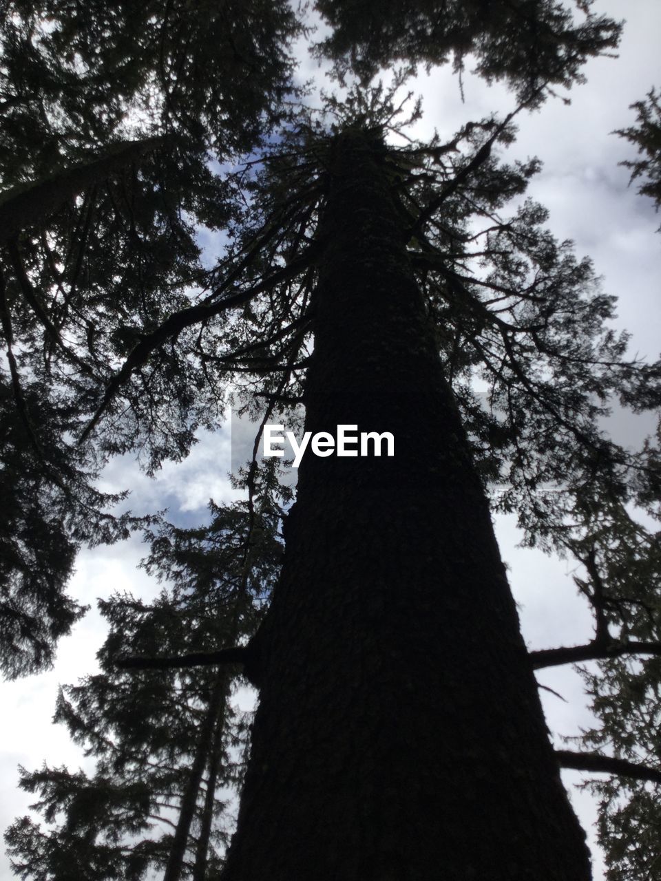 LOW ANGLE VIEW OF TREES AGAINST SKY IN FOREST