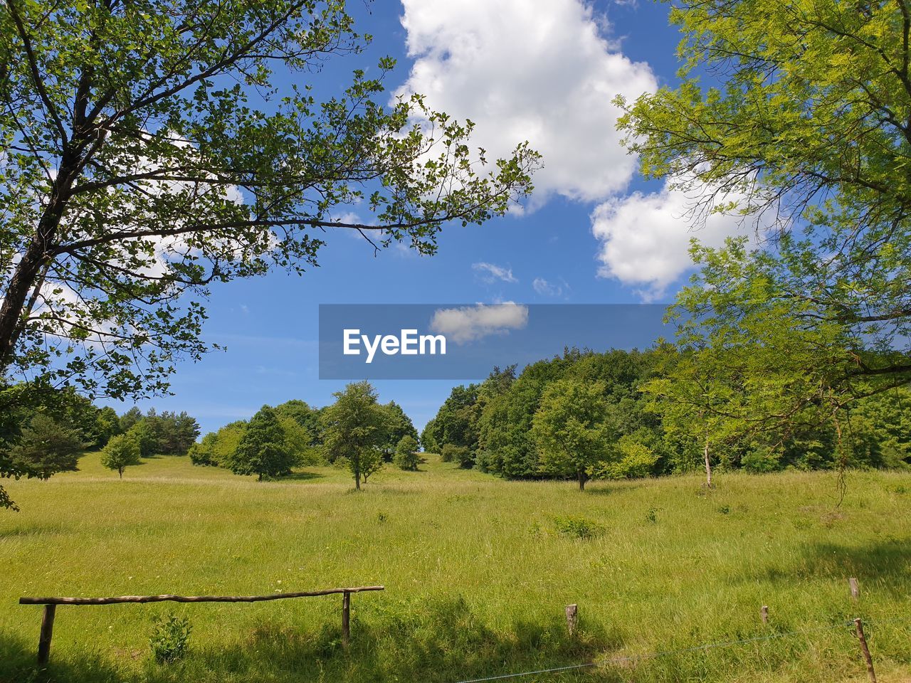 plant, tree, nature, sky, landscape, meadow, environment, grass, land, cloud, beauty in nature, pasture, scenics - nature, field, tranquility, rural area, green, natural environment, grassland, rural scene, no people, tranquil scene, growth, woodland, non-urban scene, hill, flower, blue, fence, day, outdoors, agriculture, leaf, sunlight, prairie, plain, idyllic, summer, forest, autumn, travel, social issues