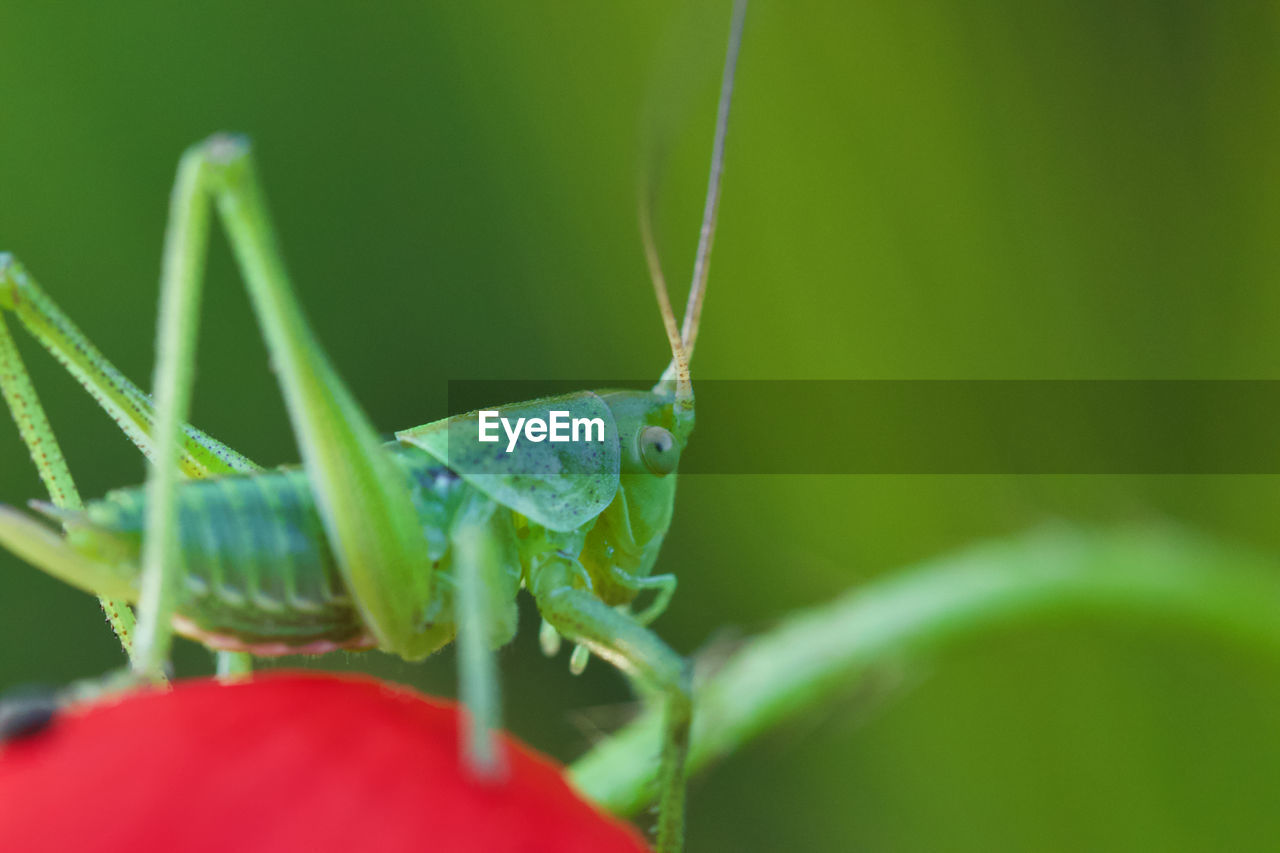 CLOSE-UP OF INSECT ON PLANT