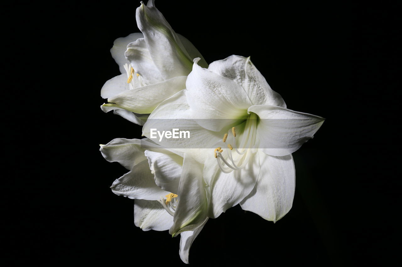 Close-up of amaryllis blooming outdoors