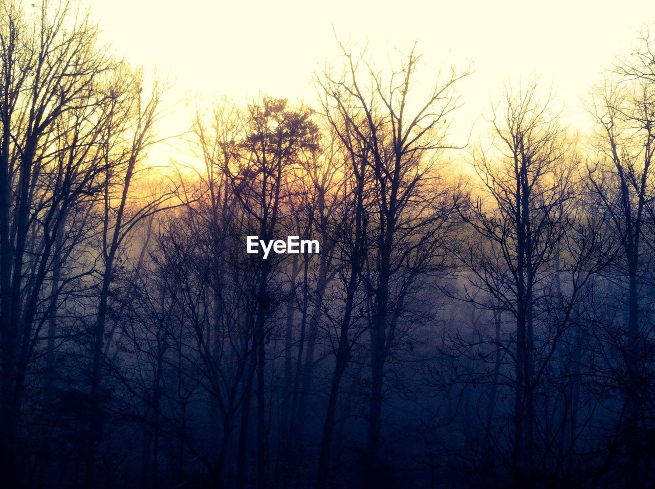 Bare trees against sky during foggy weather in forest