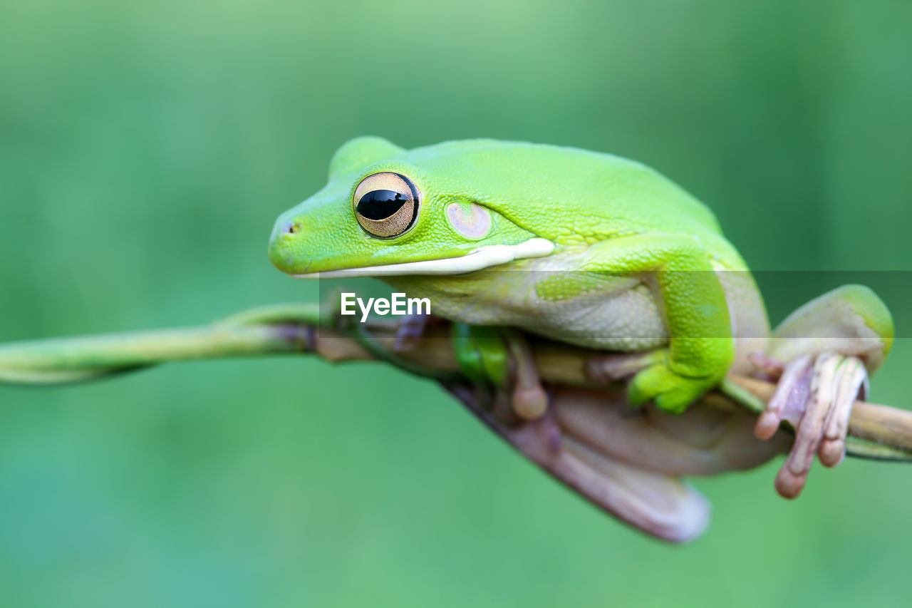 Close-up of frog on twig