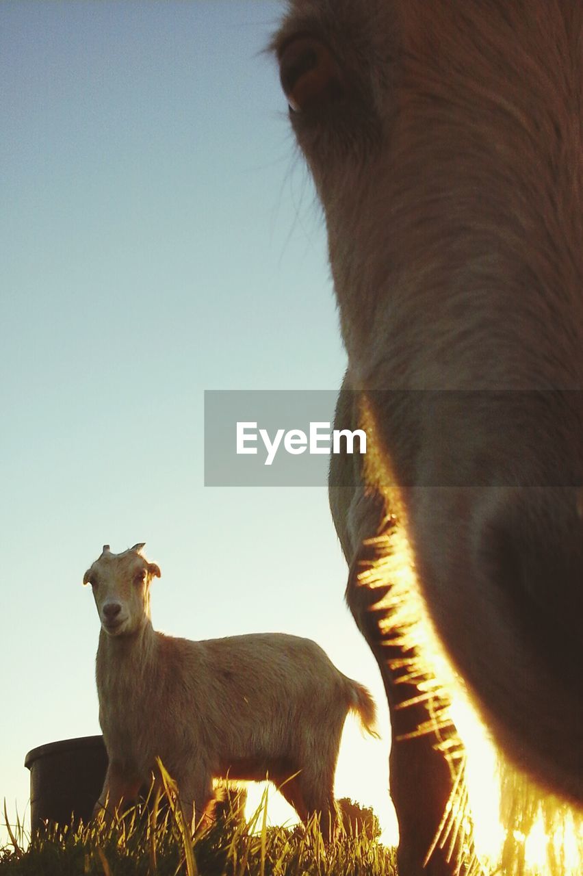 Low angle view of an animal against clear sky