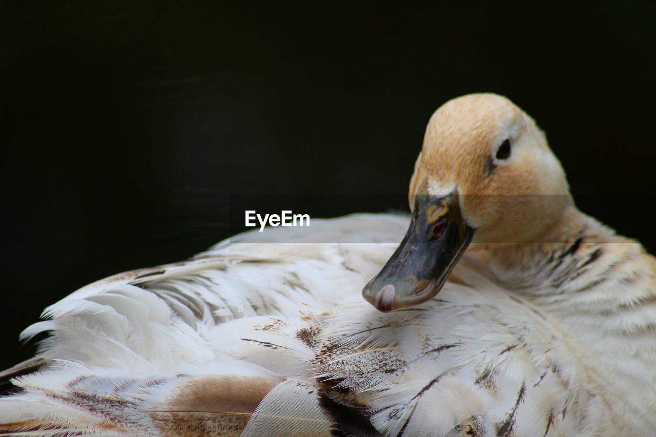 CLOSE-UP OF SWAN ON BLACK