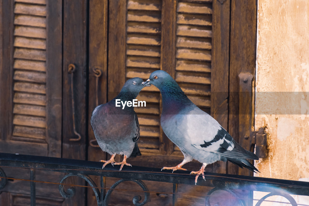 VIEW OF BIRDS PERCHING ON METAL