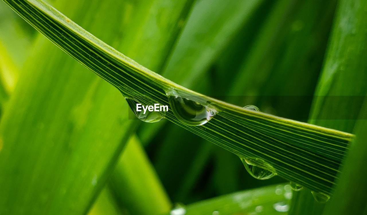 Close-up of wet leaf
