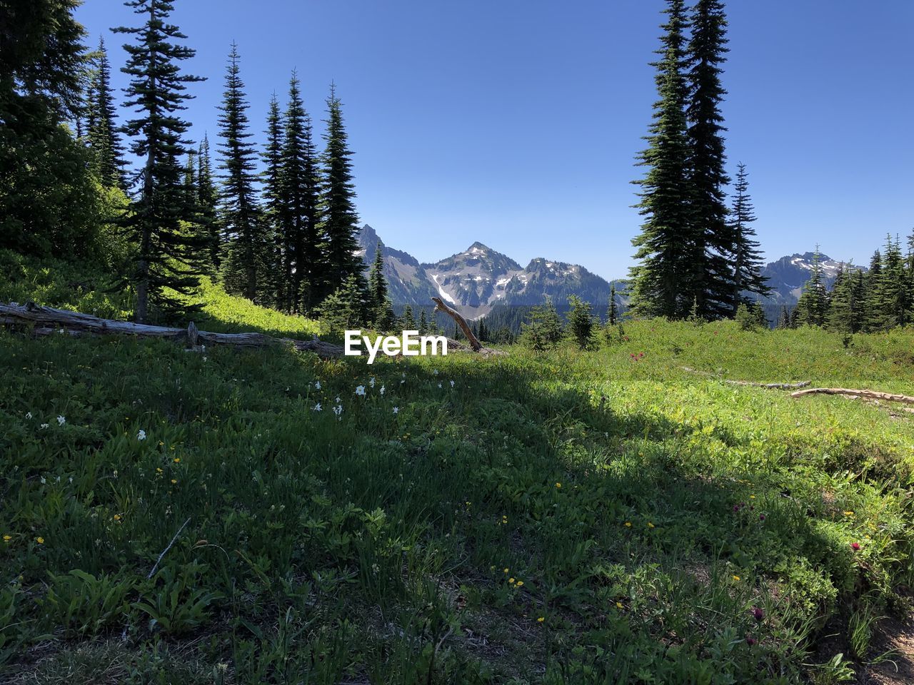 TREES ON FIELD AGAINST CLEAR SKY