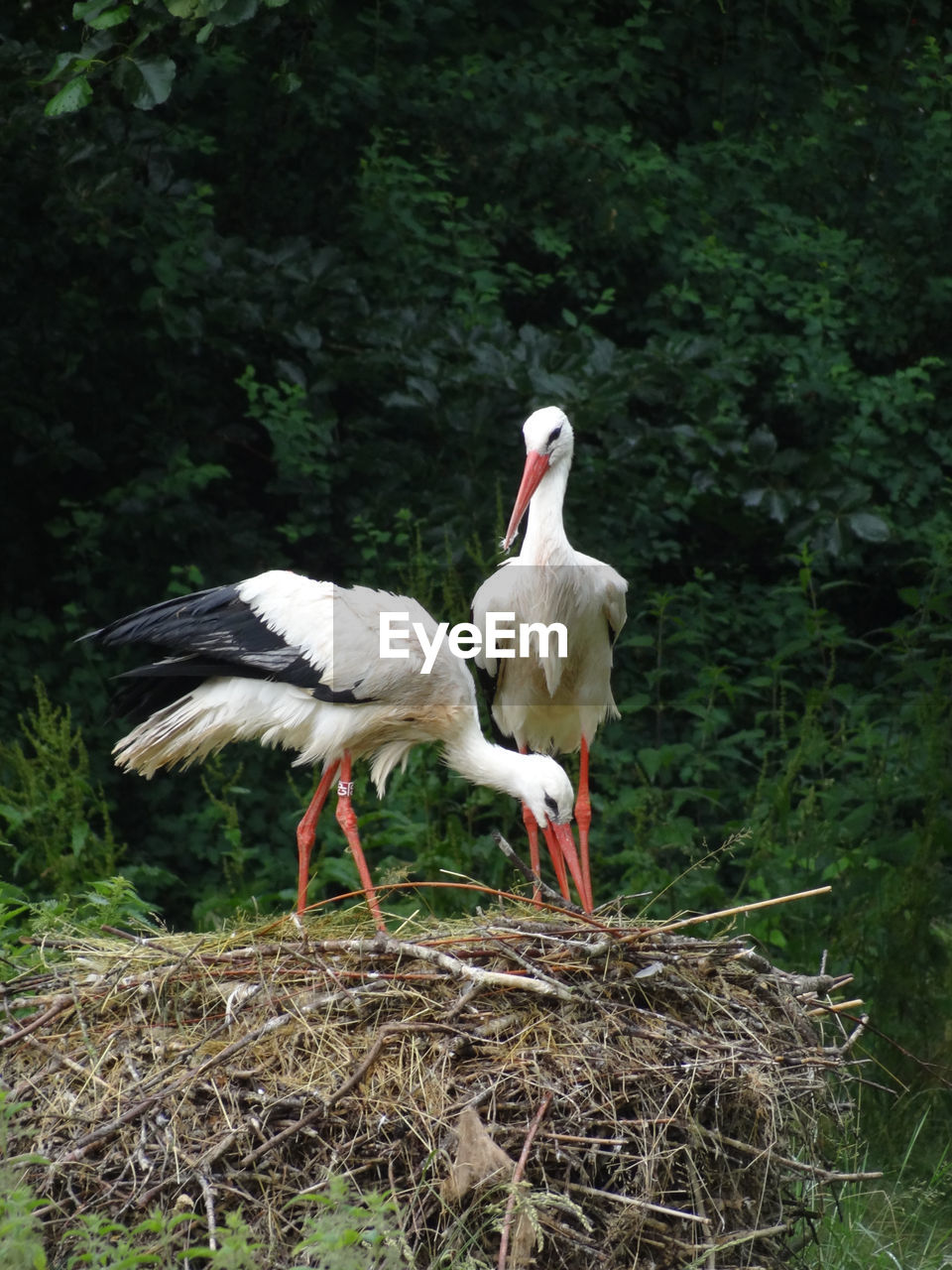 White stork, ciconia ciconia in its natural habitat