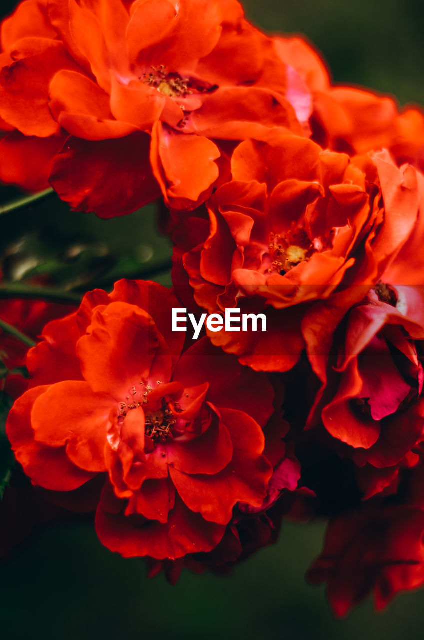 CLOSE-UP OF FRESH RED FLOWER