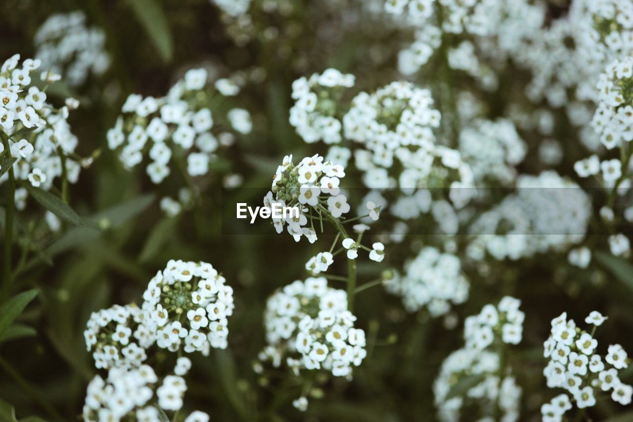 CLOSE-UP OF WHITE FLOWERING PLANT