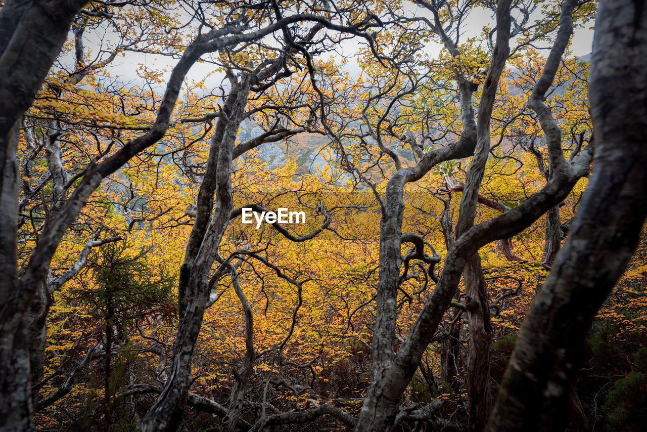 Low angle view of trees in forest during autumn