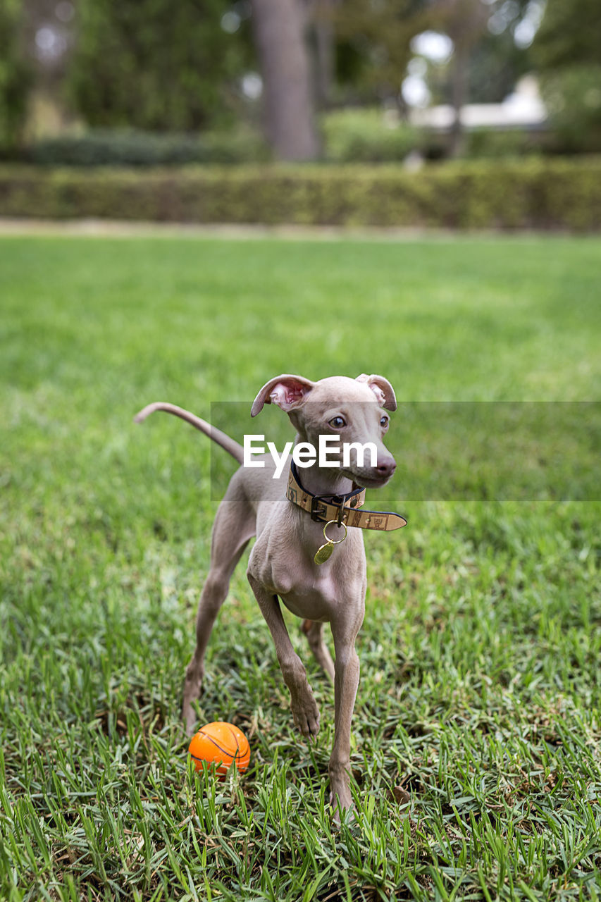 DOG RUNNING IN FIELD