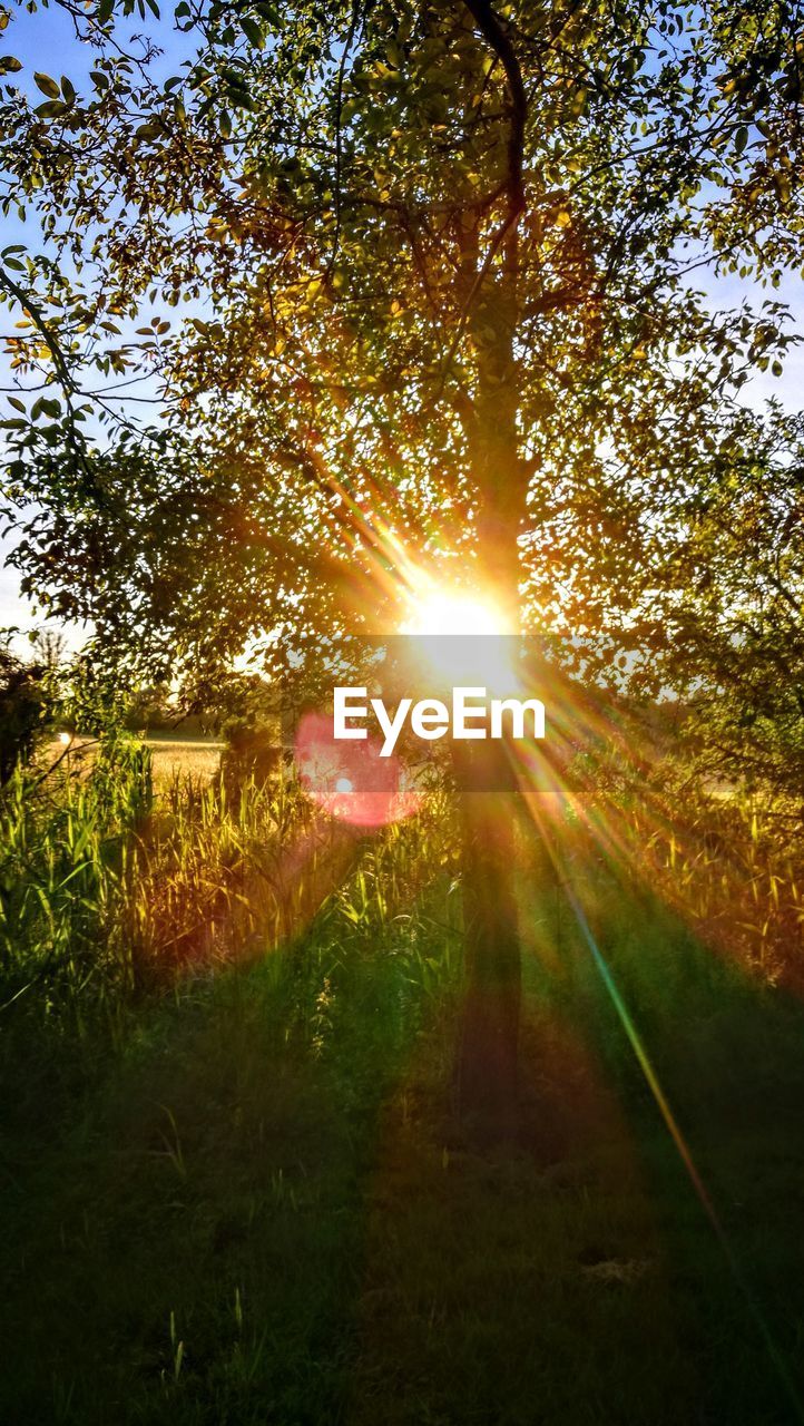 SUN SHINING THROUGH TREE IN FOREST