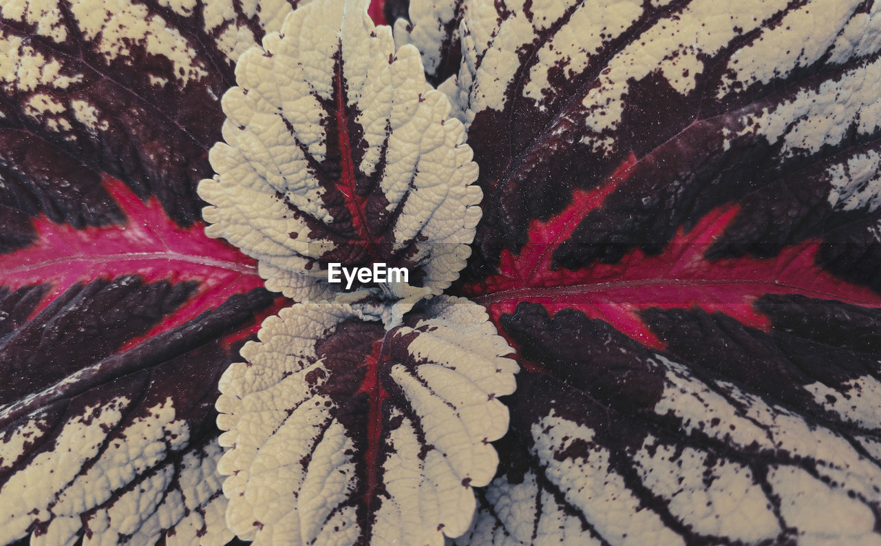 HIGH ANGLE VIEW OF LEAVES ON PLANT