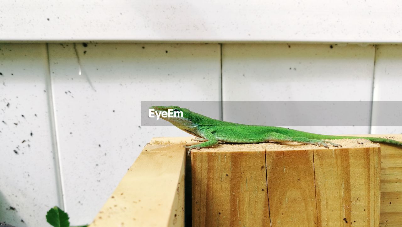 CLOSE-UP OF LIZARD PERCHING ON GREEN WOOD