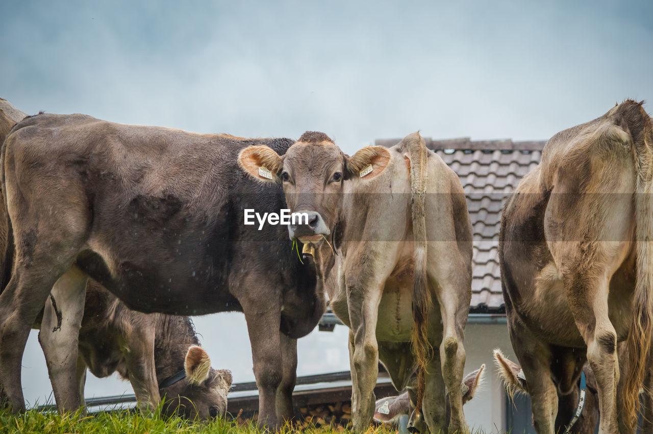 COWS ON FIELD BY ROAD AGAINST SKY