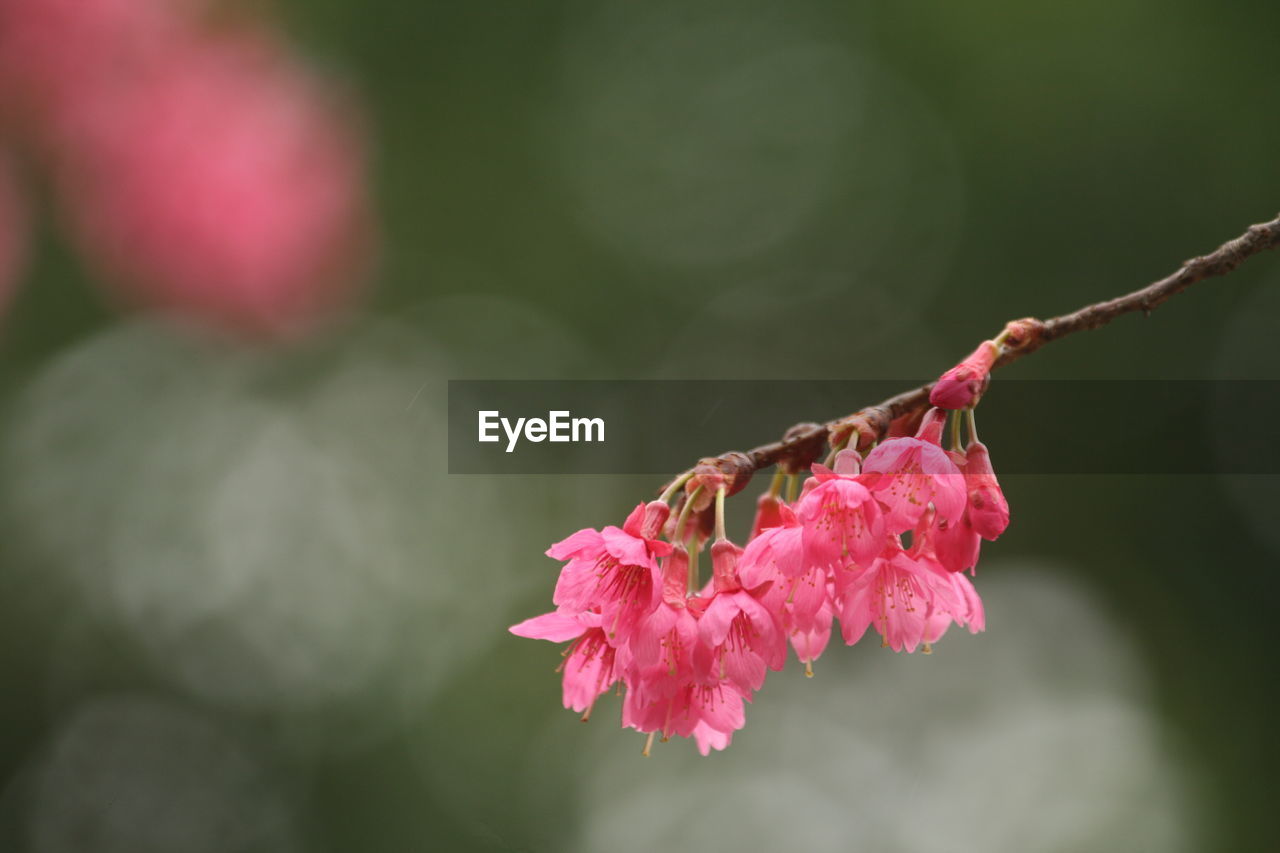 Close-up of pink cherry blossom