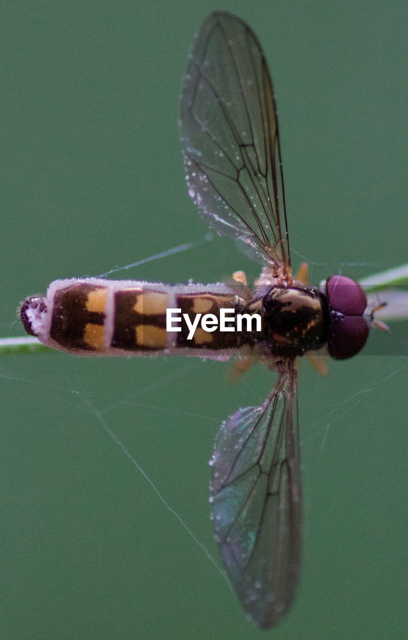 Close-up of damselfly on plant