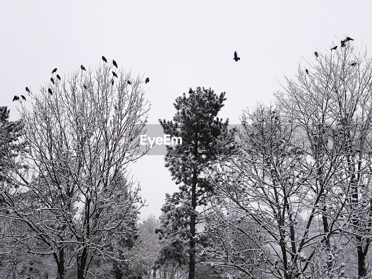 LOW ANGLE VIEW OF BIRDS FLYING AGAINST BARE TREES