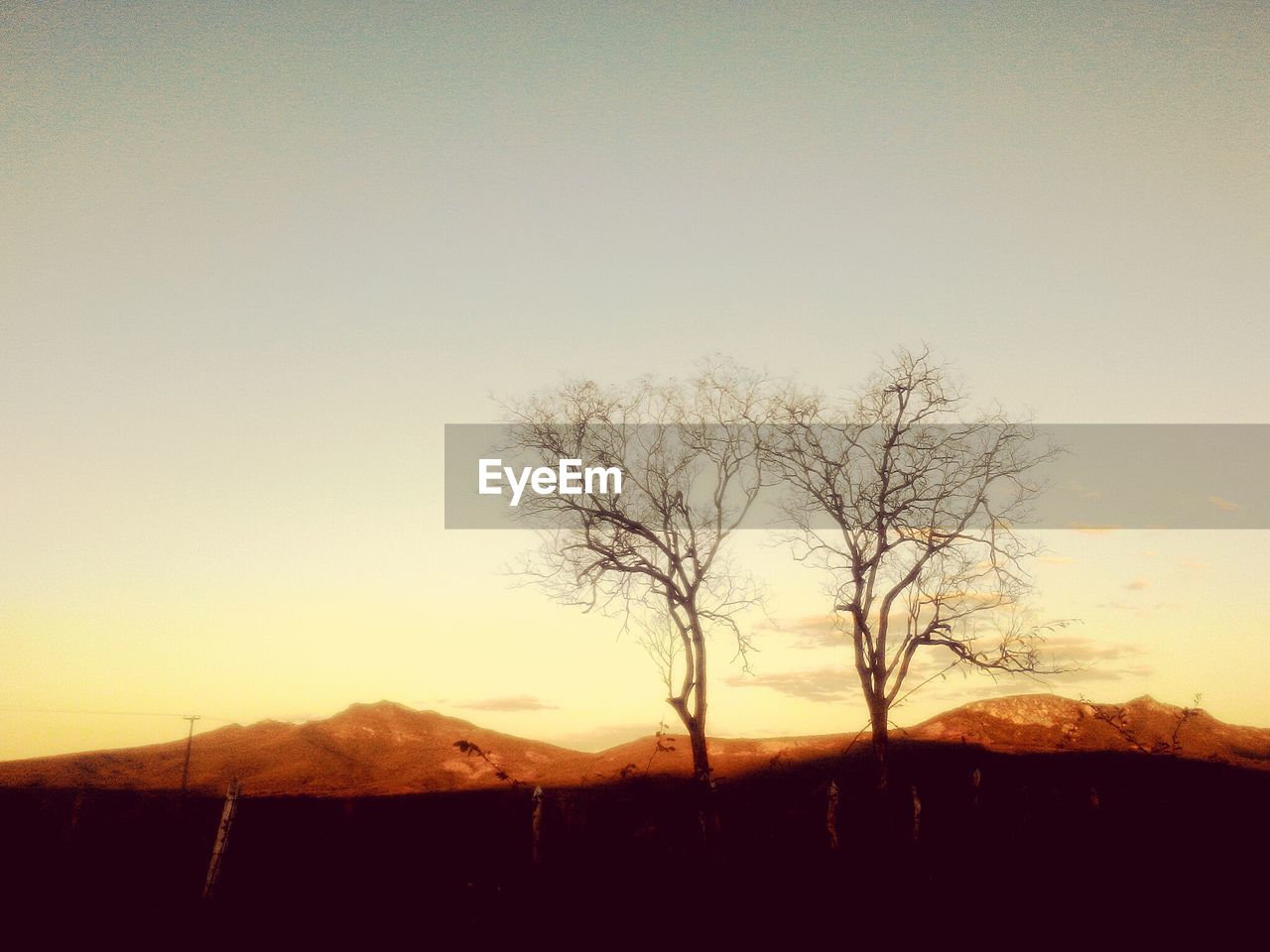 SILHOUETTE OF BARE TREE AGAINST CLEAR SKY