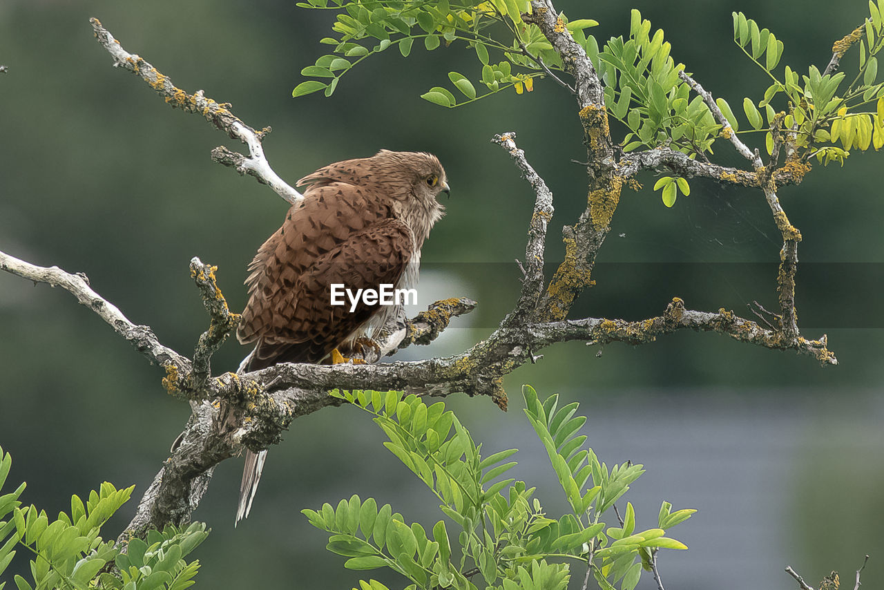 View of bird perching on branch