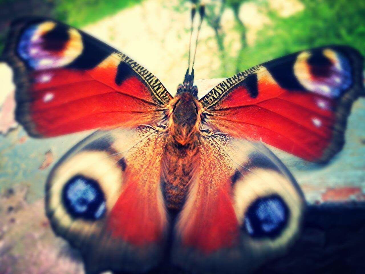 CLOSE-UP OF BUTTERFLY ON LEAF