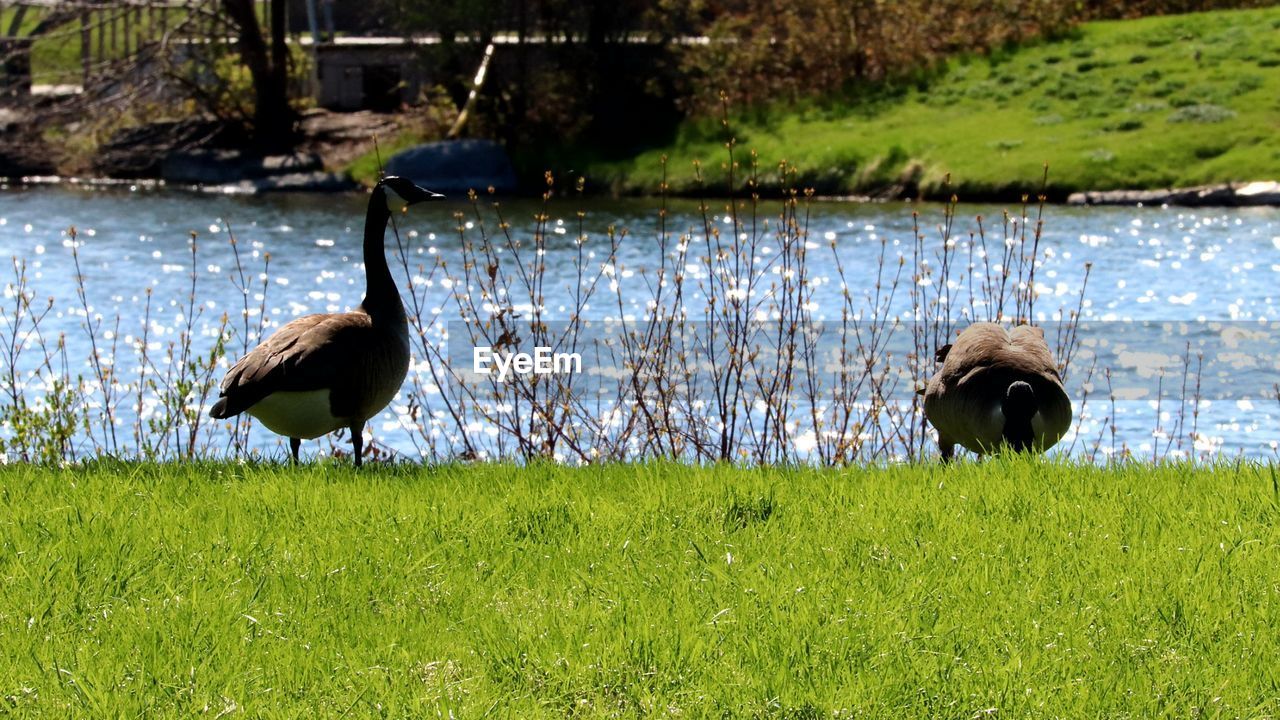 BIRD ON GRASS BY LAKE