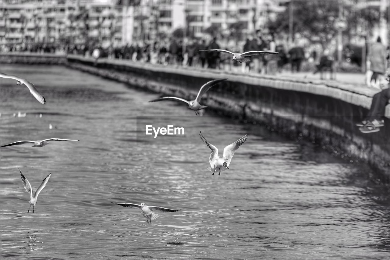 SEAGULL FLYING OVER RIVER