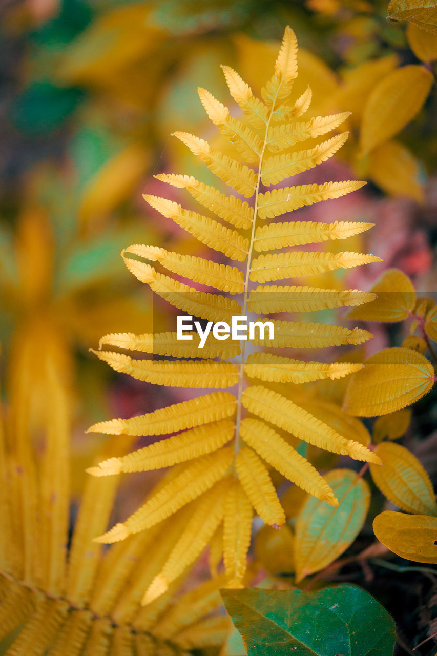 Close-up of yellow maple leaves on plant