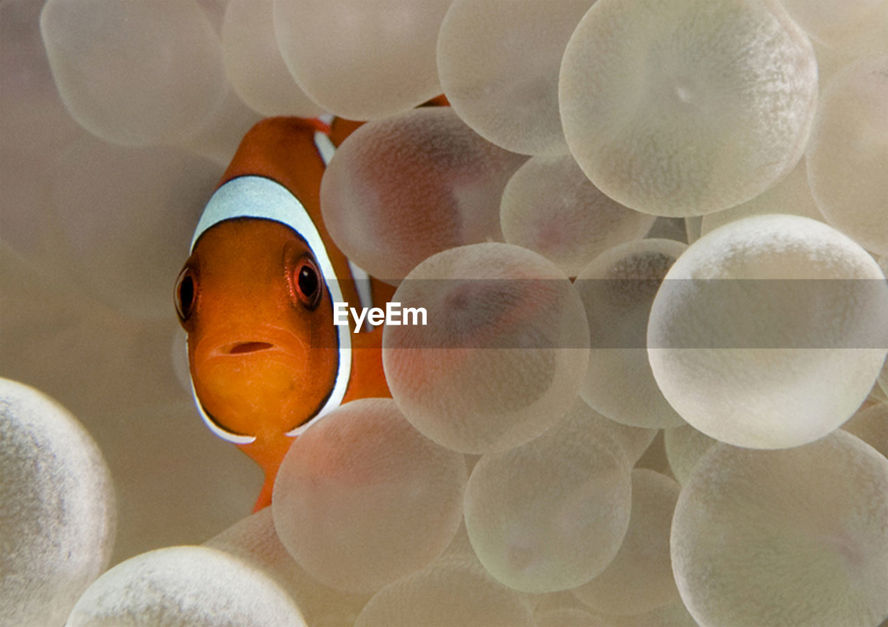CLOSE-UP OF FISHES IN SEA