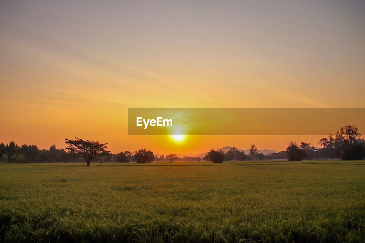 Scenic view of field against sky during sunset