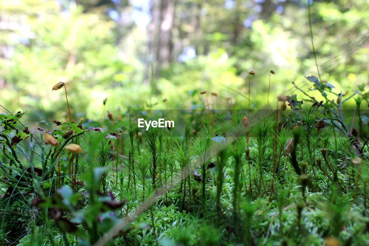 Close-up of plants growing on field