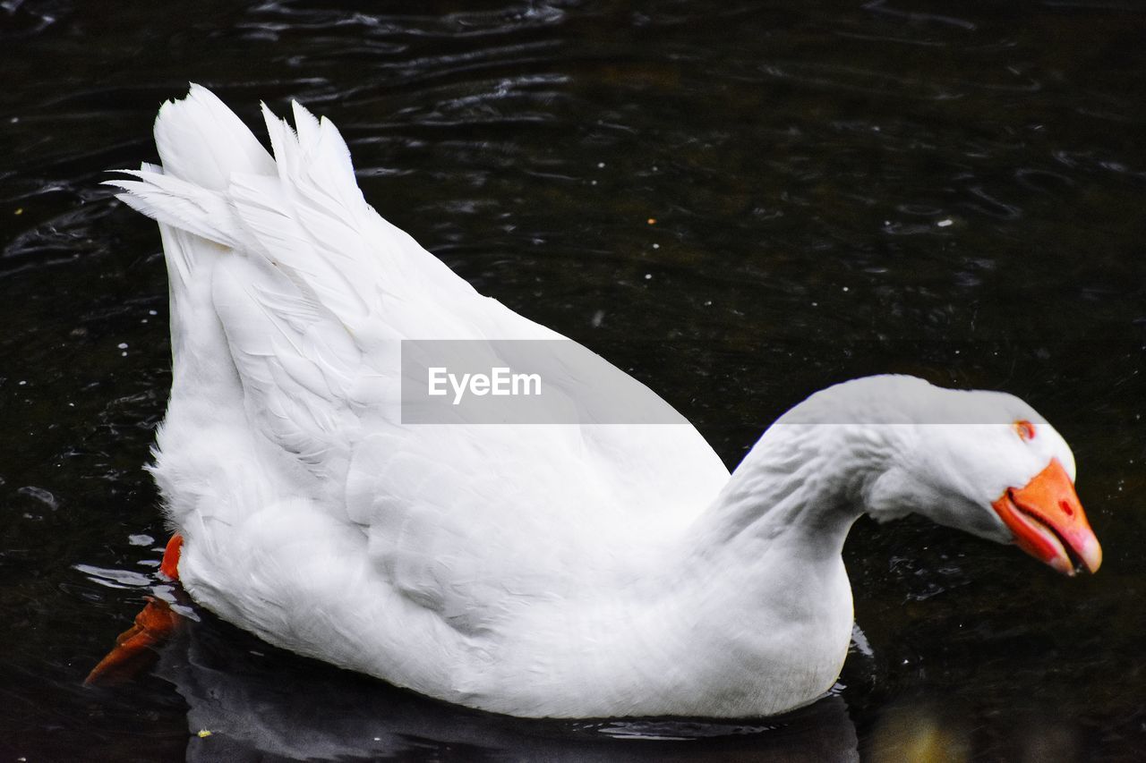 HIGH ANGLE VIEW OF SWAN IN LAKE