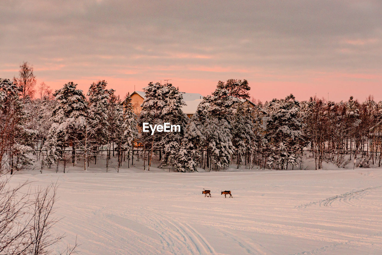 A beautiful sunset with reindeer and unfulfilled forest