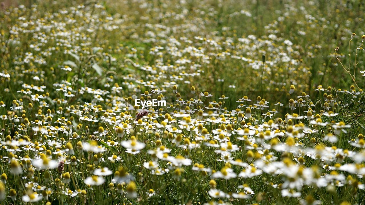 CLOSE-UP OF FLOWERING PLANTS ON LAND