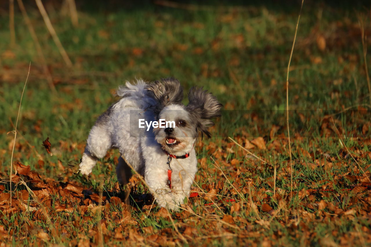 Scenic view of a small running dog