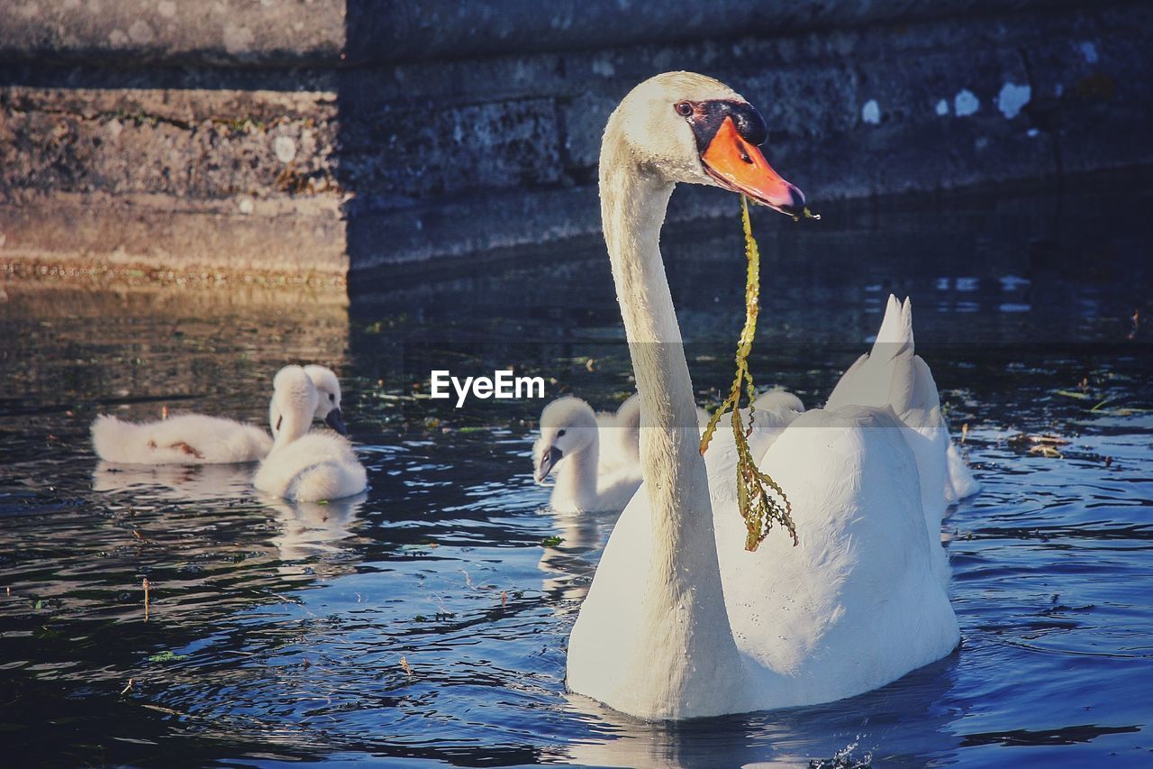 SWANS IN LAKE